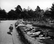 German boy walks along road lined with the corpses of hundreds of prisoners who died at the Bergen-Belsen camp, Germany, May 20, 1945. from hlbalbums pk bergen