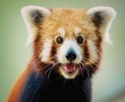 [50/50] A man slipping and falling onto the train tracks and getting cut in half by a train (NSFL) | A happy red panda (SFW) from srilank train