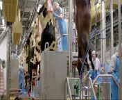 This is how a modern cow processing plant works from dolcett meat girl processing plant pornx aa a